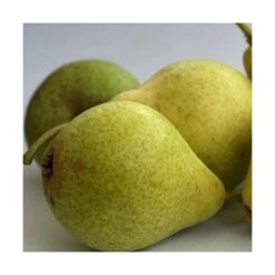 Poirier Communis Bon Chretien William/pot De 10l - Gobelet 2 Ans -Promos Floromyst Boutique 63f4d1ec096f51.86396395