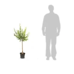 Poirier Communis Bon Chretien William/pot De 10l - Gobelet 2 Ans -Promos Floromyst Boutique 63f4d1ec33a867.29289756