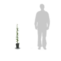 Mûre Tayberry Buckingham/pot De 3l - 60/120 Cm -Promos Floromyst Boutique 63f4d1f49250f4.15539692