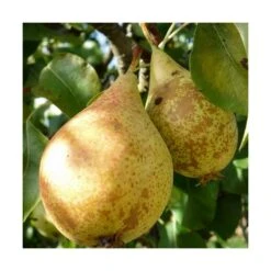 Poirier Communis Beurré Hardy/pot De 10l - Gobelet 2 Ans -Promos Floromyst Boutique 63f4d1fd7d0c69.33293514