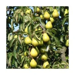 Poirier Communis Beurré Hardy/pot De 10l - Gobelet 2 Ans -Promos Floromyst Boutique 63f4d1fd80ae97.18700558