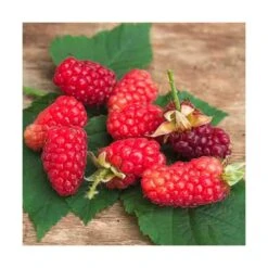 Mûre Tayberry Bounty Berry 'yantay'/pot De 3l - Echelle Bambou 60/120 Cm -Promos Floromyst Boutique 63f4d213a1ad85.53475675