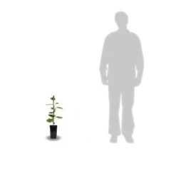 Kiwi Chinensis Jenny (autofertile)/pot De 1,5l - 20/50 Cm 3 Kiwi Chinensis Jenny (autofertile)/pot De 1,5l - 20/50 Cm -Promos Floromyst Boutique 63f4d2189cb714.50355777