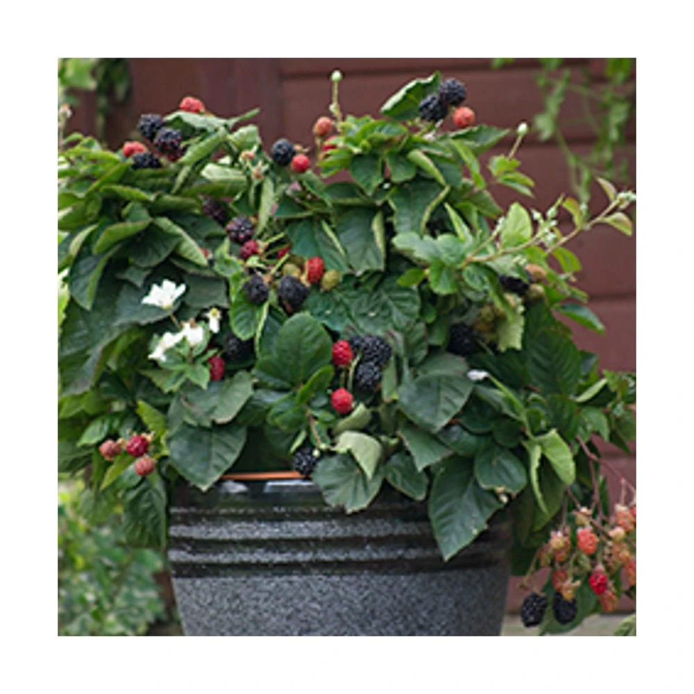 Mûre Fruticosus Purple Opal®/pot De 1,5l - Tuteur Bambou 30/60 Cm 1 Mûre Fruticosus Purple Opal®/pot De 1,5l - Tuteur Bambou 30/60 Cm