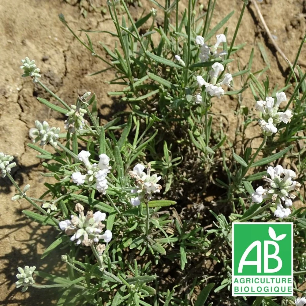 Lavande Angustifolia Alba Bio/lot De 5 Godets 1 Lavande Angustifolia Alba Bio/lot De 5 Godets