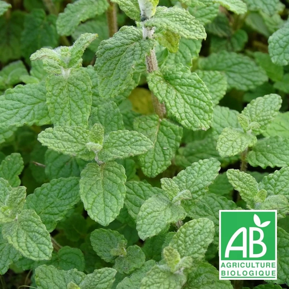 Menthe De Gattefossé Bio/lot De 5 Godets 1 Menthe De Gattefossé Bio/lot De 5 Godets