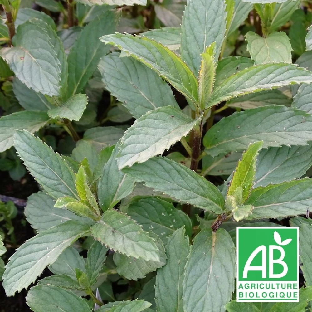 Menthe Priluskaja Bio/lot De 9 Godets 1 Menthe Priluskaja Bio/lot De 9 Godets