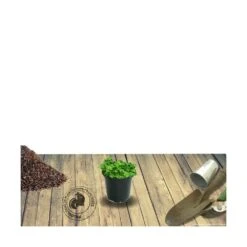 Promos Floromyst Boutique -Promos Floromyst Boutique 63f4efc27fade6.00053073