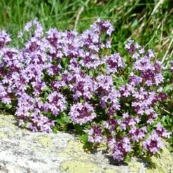 Promos Floromyst Boutique 36 Thym Cumin, Thym Corse Herba-barona/lot De 9 Godets