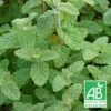 Menthe De Gattefossé Bio/lot De 3 Godets