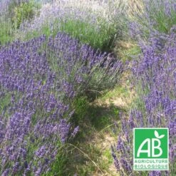 Lavandin Grosso Bio/lot De 5 Godets
