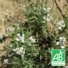 Lavande Angustifolia Alba Bio/lot De 9 Godets