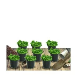 Thym Précoce Praecox Albiflorus/lot De 5 Godets -Promos Floromyst Boutique 63f4f005bfdfd1.71734616