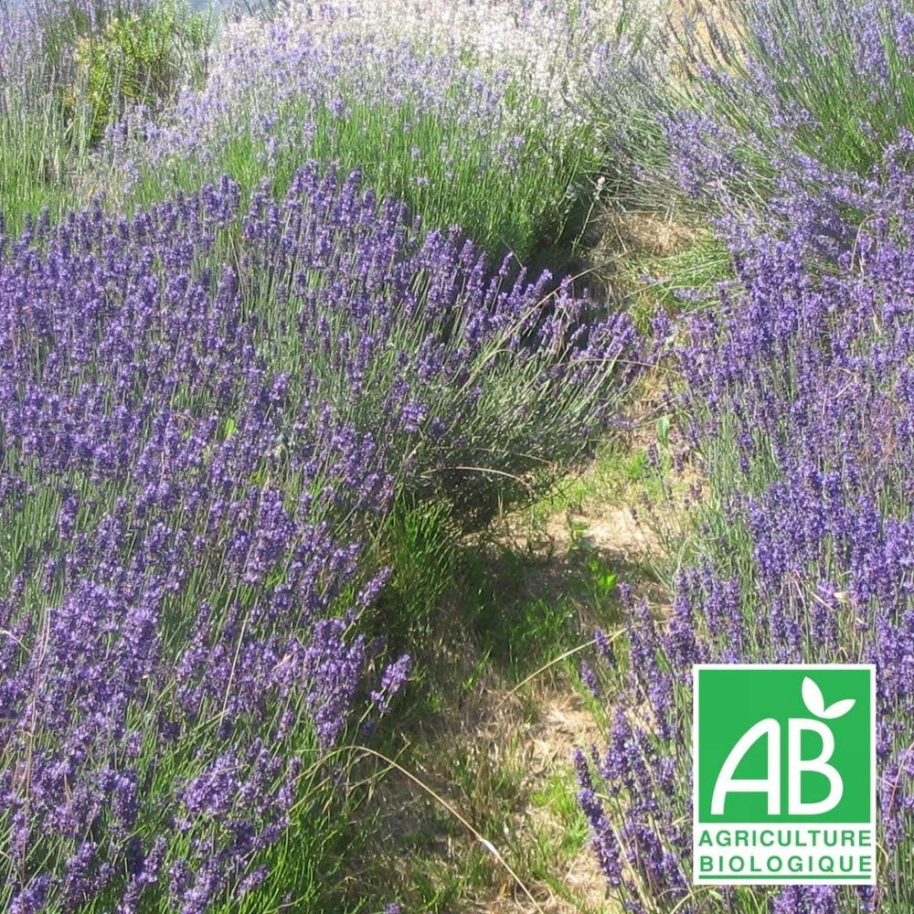 Lavandin Grosso Bio/lot De 3 Godets 1 Lavandin Grosso Bio/lot De 3 Godets