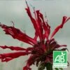 Monarde Jacob Cline Bio/lot De 3 Godets