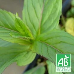 Menthe Orange Bio/lot De 3 Godets