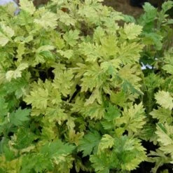 Armoise Commune Panachée Bio/lot De 3 Godets -Promos Floromyst Boutique 63f4f19f3d5a15.86502739