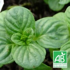 Menthe Aquatique Bio/lot De 9 Godets