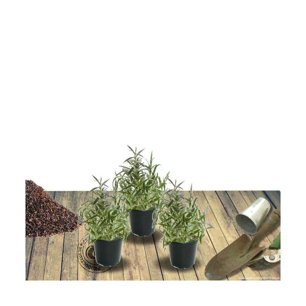 Agastache Rugosa Golden Jubilée/lot De 3 Godets 1 Agastache Rugosa Golden Jubilée/lot De 3 Godets