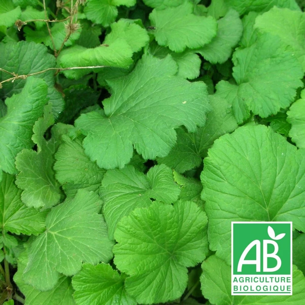 Benoîte Commune Bio/lot De 3 Godets 1 Benoîte Commune Bio/lot De 3 Godets