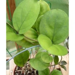 Hoya Lambii (fleur De Porcelaine, Fleur De Cire) Jaune - Taille Pot De 2 Litres - 20/40 Cm -Promos Floromyst Boutique 64038f628ef892.20541947