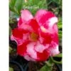 Adenium Obesum Cv.good Morning Rouge - Taille Caudex D'environ 150g