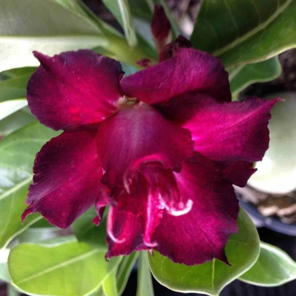 Adenium Obesum Cv.muang Dang Rouge - Taille Caudex D'environ 300g 20/25cm 2 Adenium Obesum Cv.muang Dang Rouge - Taille Caudex D'environ 300g 20/25cm – Image 2