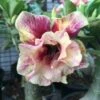 Adenium Obesum Cv.of Love Jaune Rose - Taille Caudex D'environ 300g 20/25cm