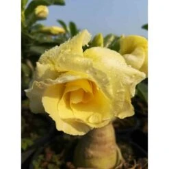 Adenium Obesum Cv.bananas Jaune - Taille Caudex D'environ 2000g 25/30cm Très Gros Caudex