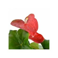 Anthurium Andreanum Rouge Dakota (anthure Flamant Rose, Langue De Feu) Taille Pot De 2 Litres - 50/70 Cm