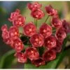 Hoya Siariae (fleur De Porcelaine, Fleur De Cire) Rouge - Taille Pot De 2 Litres - 20/40 Cm