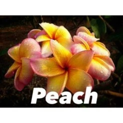 Plumeria Rubra "peach" (frangipanier) Taille Pot De 2 Litres ? 20/30 Cm - Blanc/jaune/rose