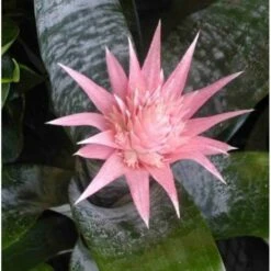 Aechmea Fasciata Taille Pot De 2 Litres - 50/70 Cm -Promos Floromyst Boutique 640391d3440d51.35936323