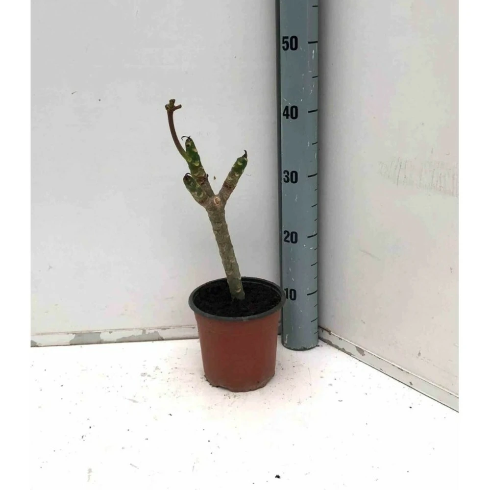 Plumeria Rubra Rose (frangipanier) Taille Pot De 3 Litres ? 40/60 Cm - Rose 1 Plumeria Rubra Rose (frangipanier) Taille Pot De 3 Litres ? 40/60 Cm - Rose