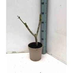 Plumeria Rubra Rose (frangipanier) Taille Pot De 3 Litres ? 40/60 Cm - Rose 4 Plumeria Rubra Rose (frangipanier) Taille Pot De 3 Litres ? 40/60 Cm - Rose -Promos Floromyst Boutique 640391d87ed7a5.13860435