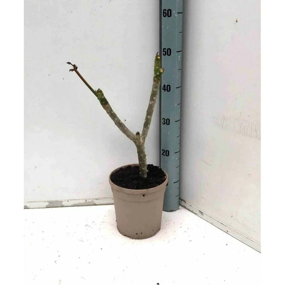 Plumeria Rubra Rose (frangipanier) Taille Pot De 3 Litres ? 40/60 Cm - Rose 2 Plumeria Rubra Rose (frangipanier) Taille Pot De 3 Litres ? 40/60 Cm - Rose – Image 2