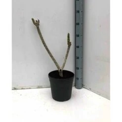 Plumeria Rubra Rose (frangipanier) Taille Pot De 3 Litres ? 40/60 Cm - Rose 5 Plumeria Rubra Rose (frangipanier) Taille Pot De 3 Litres ? 40/60 Cm - Rose -Promos Floromyst Boutique 640391d895a591.41393124