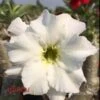 Adenium Obesum Cv. Unicorn Blanc - Taille Caudex D'environ 150g