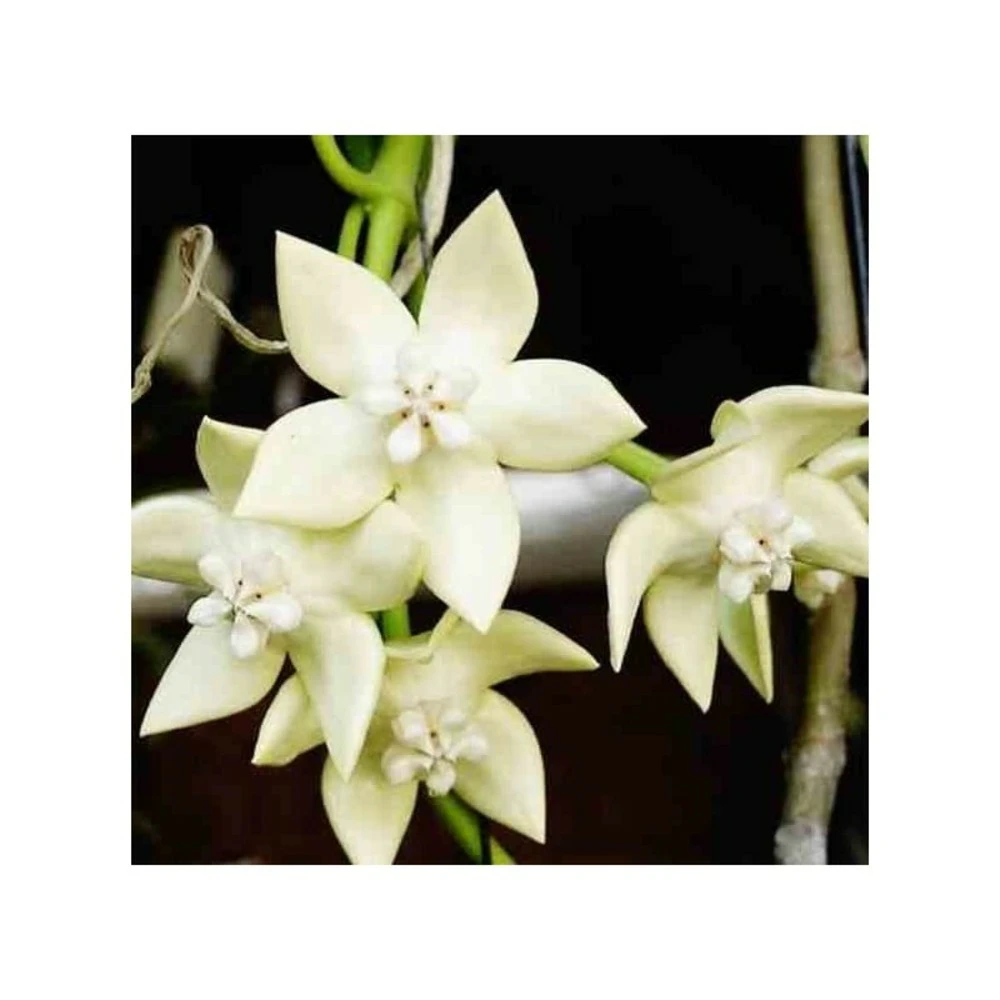Hoya Imperialis White (fleur De Porcelaine, Fleur De Cire) Blanc - Taille Pot De 2 Litres - 20/40 Cm 1 Hoya Imperialis White (fleur De Porcelaine, Fleur De Cire) Blanc - Taille Pot De 2 Litres - 20/40 Cm
