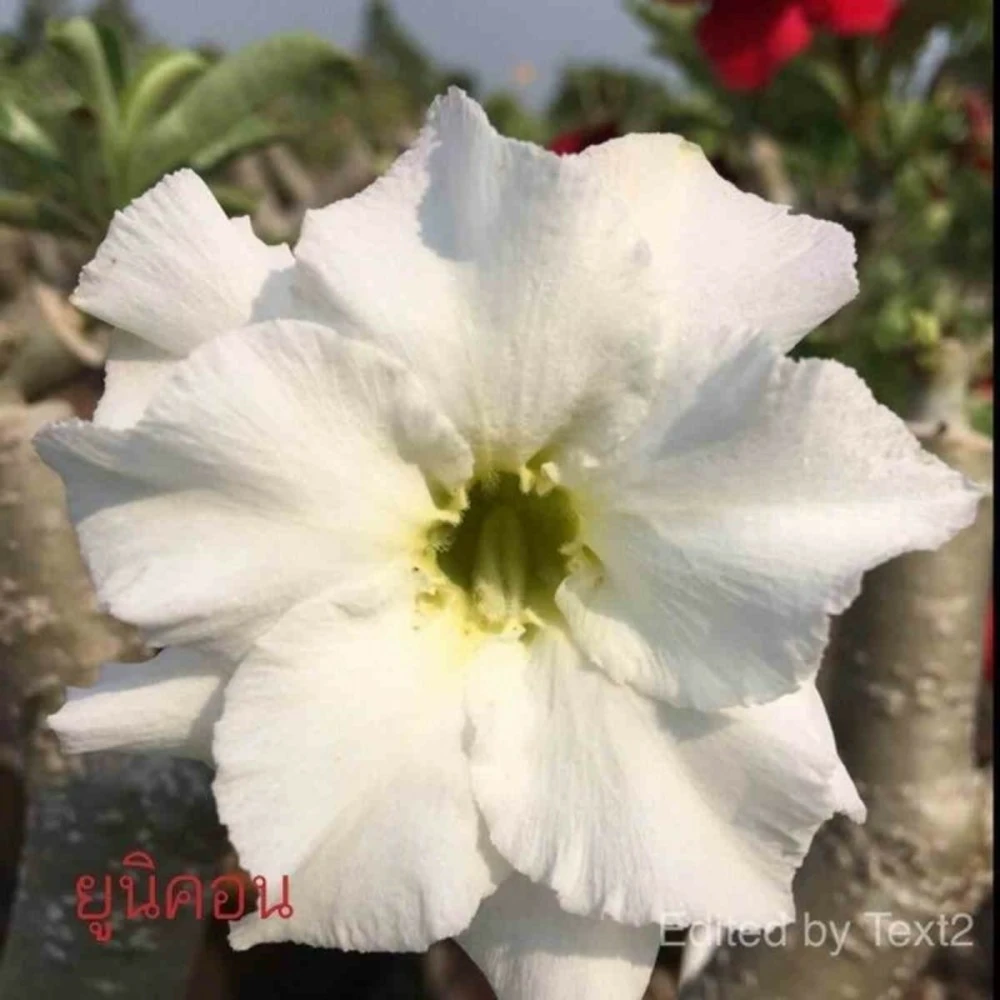 Adenium Obesum Cv. Unicorn Blanc - Taille Caudex D'environ 2000g 25/30cm Très Gros Caudex 1 Adenium Obesum Cv. Unicorn Blanc - Taille Caudex D'environ 2000g 25/30cm Très Gros Caudex