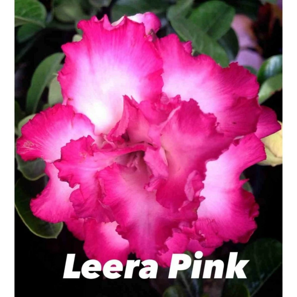 Adenium Obesum Cv.leera Pink Rose - Taille Caudex D'environ 150g 2 Adenium Obesum Cv.leera Pink Rose - Taille Caudex D'environ 150g – Image 2