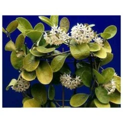 Hoya Australis (fleur De Porcelaine, Fleur De Cire) Taille Pot De 2 Litres - 20/40 Cm - Blanc Et Rose 5 Hoya Australis (fleur De Porcelaine, Fleur De Cire) Taille Pot De 2 Litres - 20/40 Cm - Blanc Et Rose -Promos Floromyst Boutique 640391e20bd725.31336621