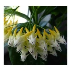 Hoya Multiflora (fleur De Porcelaine, Fleur De Cire) Taille Pot De 2 Litres - 20/40 Cm - Blanc/jaune/rose