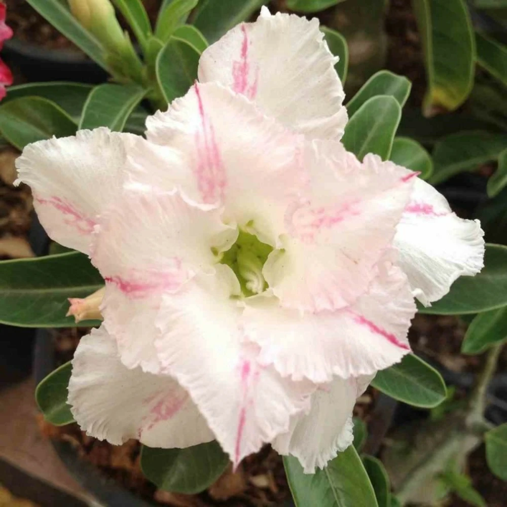 Adenium Obesum Cv. White Rabbit Blanc Et Rose - Taille Caudex D'environ 2000g 25/30cm Très Gros Caudex 1 Adenium Obesum Cv. White Rabbit Blanc Et Rose - Taille Caudex D'environ 2000g 25/30cm Très Gros Caudex