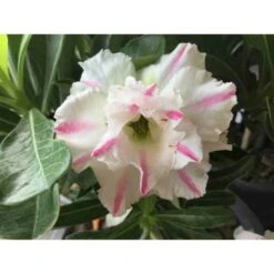 Adenium Obesum Cv. White Rabbit Blanc Et Rose - Taille Caudex D'environ 2000g 25/30cm Très Gros Caudex 3 Adenium Obesum Cv. White Rabbit Blanc Et Rose - Taille Caudex D'environ 2000g 25/30cm Très Gros Caudex -Promos Floromyst Boutique 640391ec44fcc6.81199107