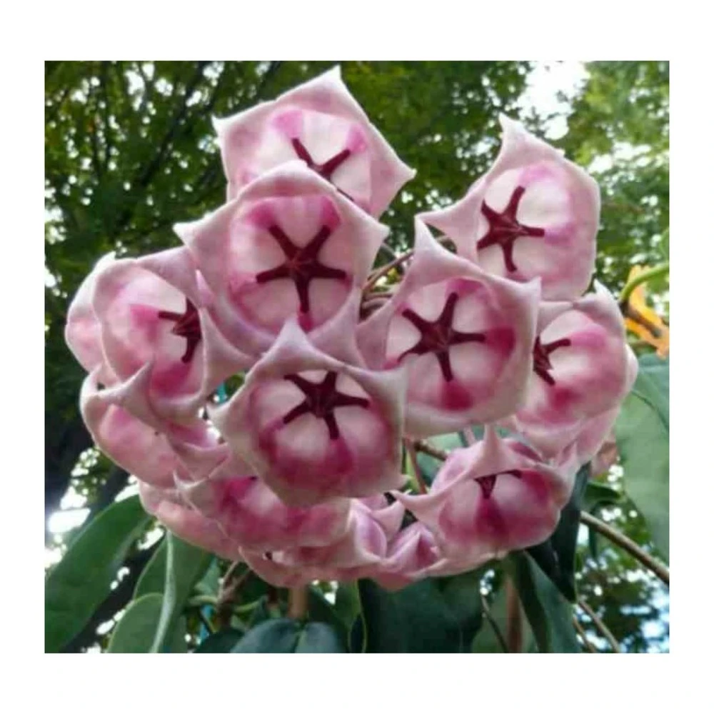 Hoya Archboldiana Rose (fleur De Porcelaine, Fleur De Cire) Rose - Taille Pot De 2 Litres - 20/40 Cm 1 Hoya Archboldiana Rose (fleur De Porcelaine, Fleur De Cire) Rose - Taille Pot De 2 Litres - 20/40 Cm