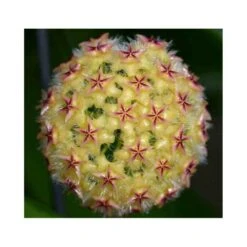 Hoya Mindorensis (fleur Jaune) (fleur De Porcelaine, Fleur De Cire) Jaune - Taille Pot De 2 Litres - 20/40 Cm