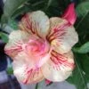 Adenium Obesum Cv.ruong Thong Jaune Rose - Taille Caudex D'environ 150g
