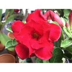 Adenium Obesum Cv. Udomsap Double Rouge - Taille Caudex D'environ 150g -Promos Floromyst Boutique 64039203a9ed06.21174573