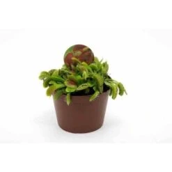 Dionaea Muscipula (dionée, Attrape-mouches De Vénus) Taille Pot De 0.7 Litre -Promos Floromyst Boutique 6403920ede8a18.11027901
